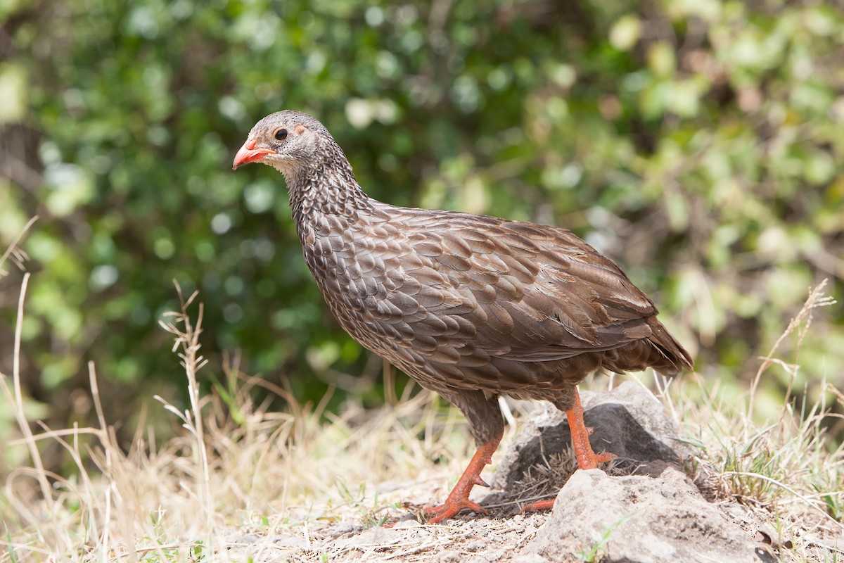 Scaly Spurfowl - ML263897421