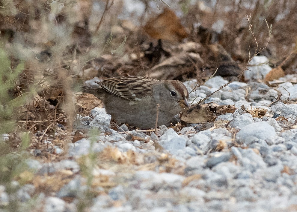 White-crowned Sparrow - Julio Mulero