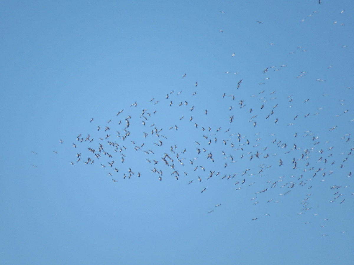 White Stork - ML263898891