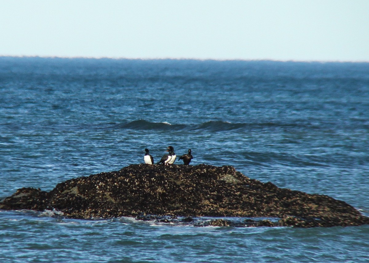 Magellanic Cormorant - ML263899441