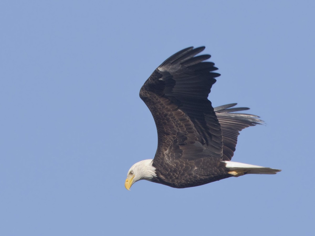 Bald Eagle - pierre martin