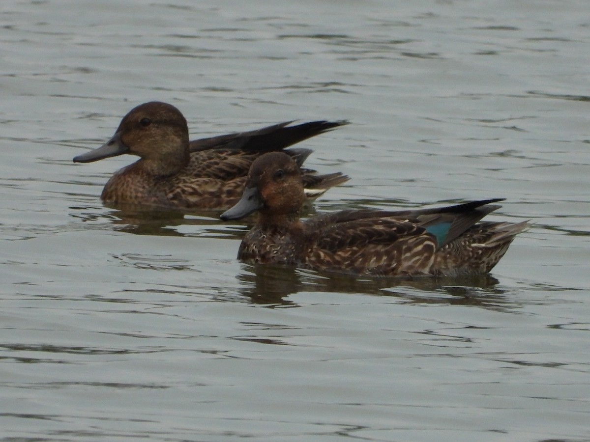 Green-winged Teal - ML263900361
