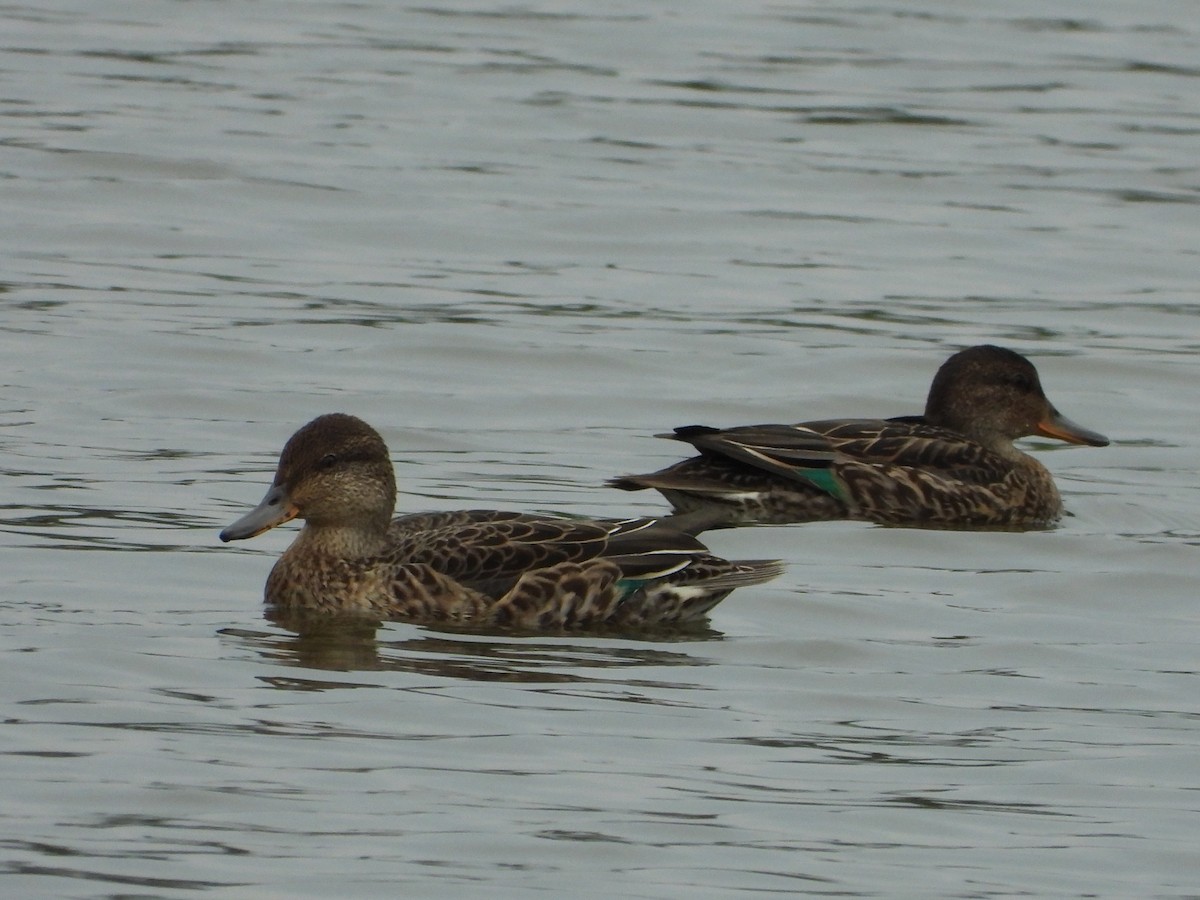 Green-winged Teal - ML263900371
