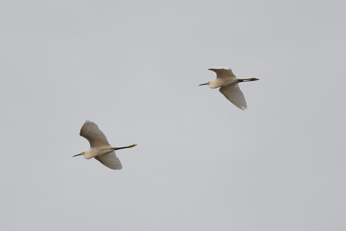 Snowy Egret - ML263900961