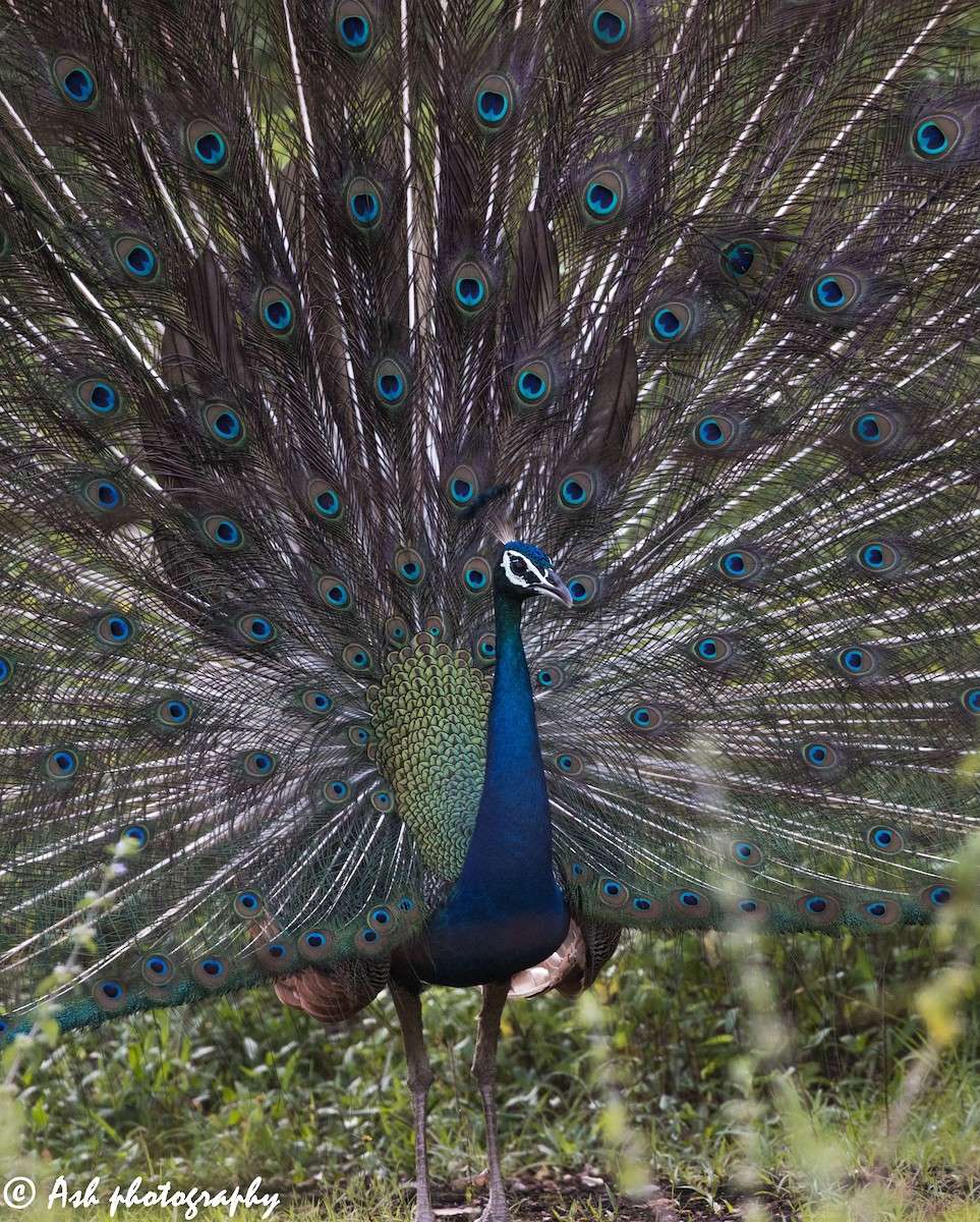 Indian Peafowl - ML263901731