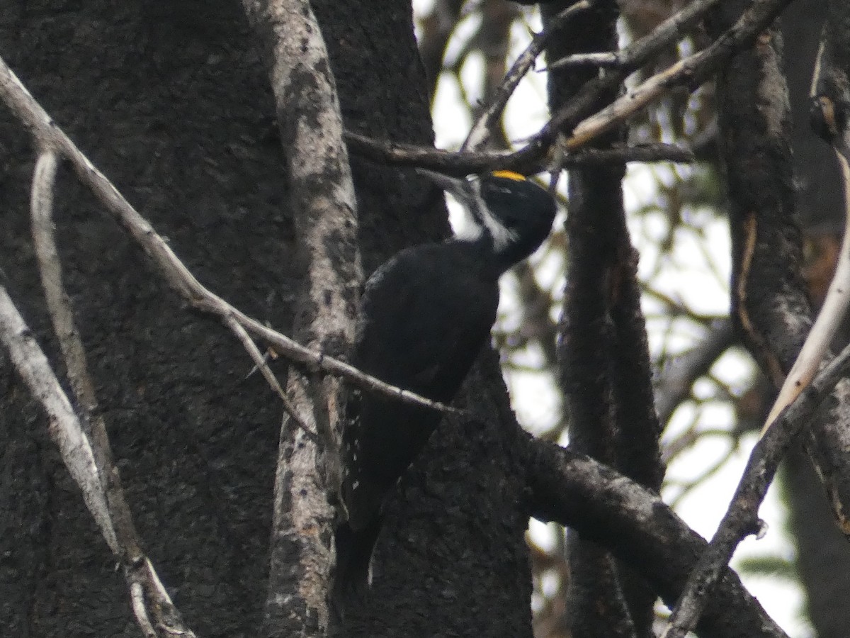 Black-backed Woodpecker - ML263902851