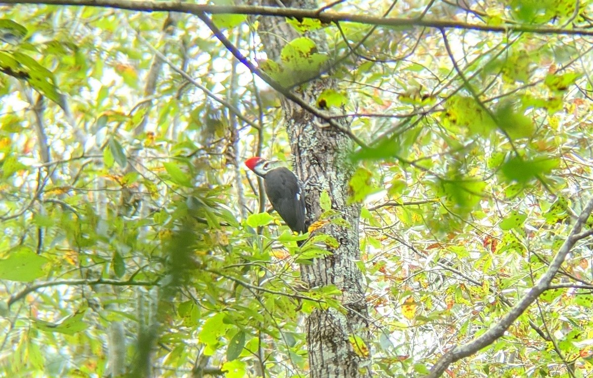 Pileated Woodpecker - ML263904001