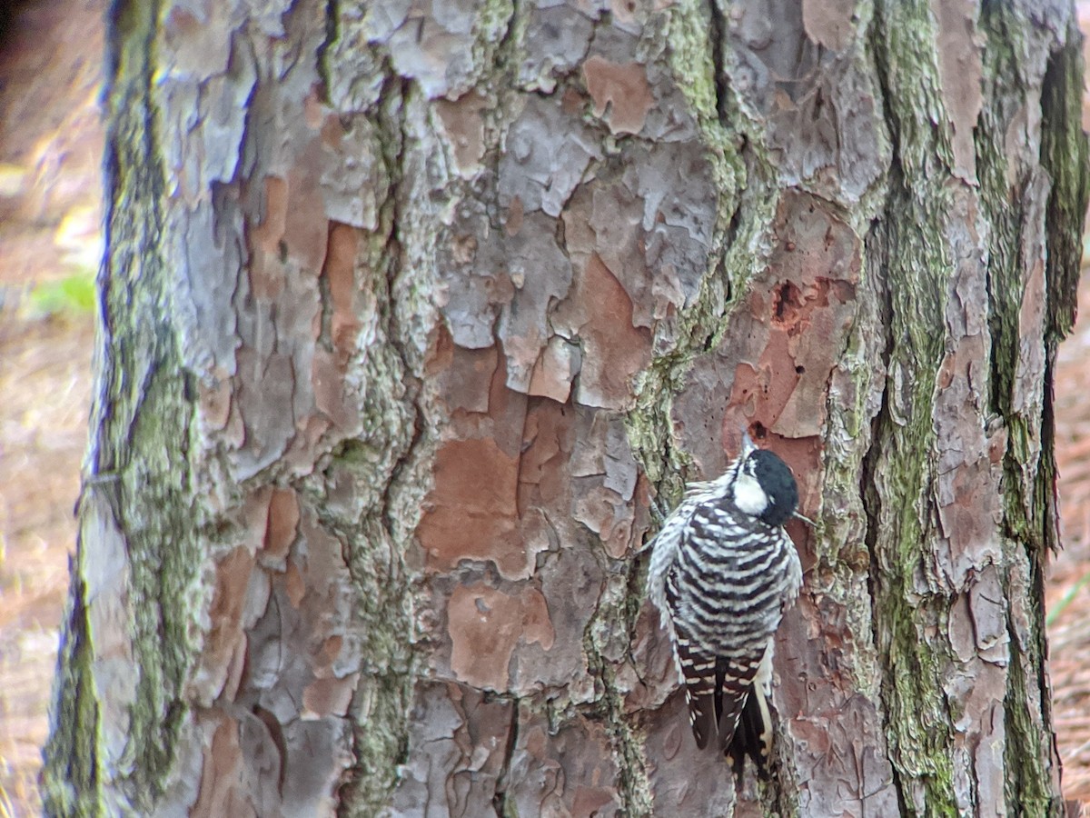 Red-cockaded Woodpecker - ML263904041