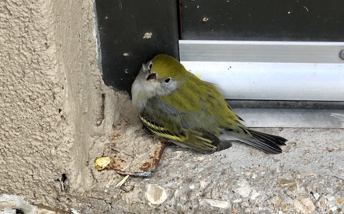 Chestnut-sided Warbler - ML263905031