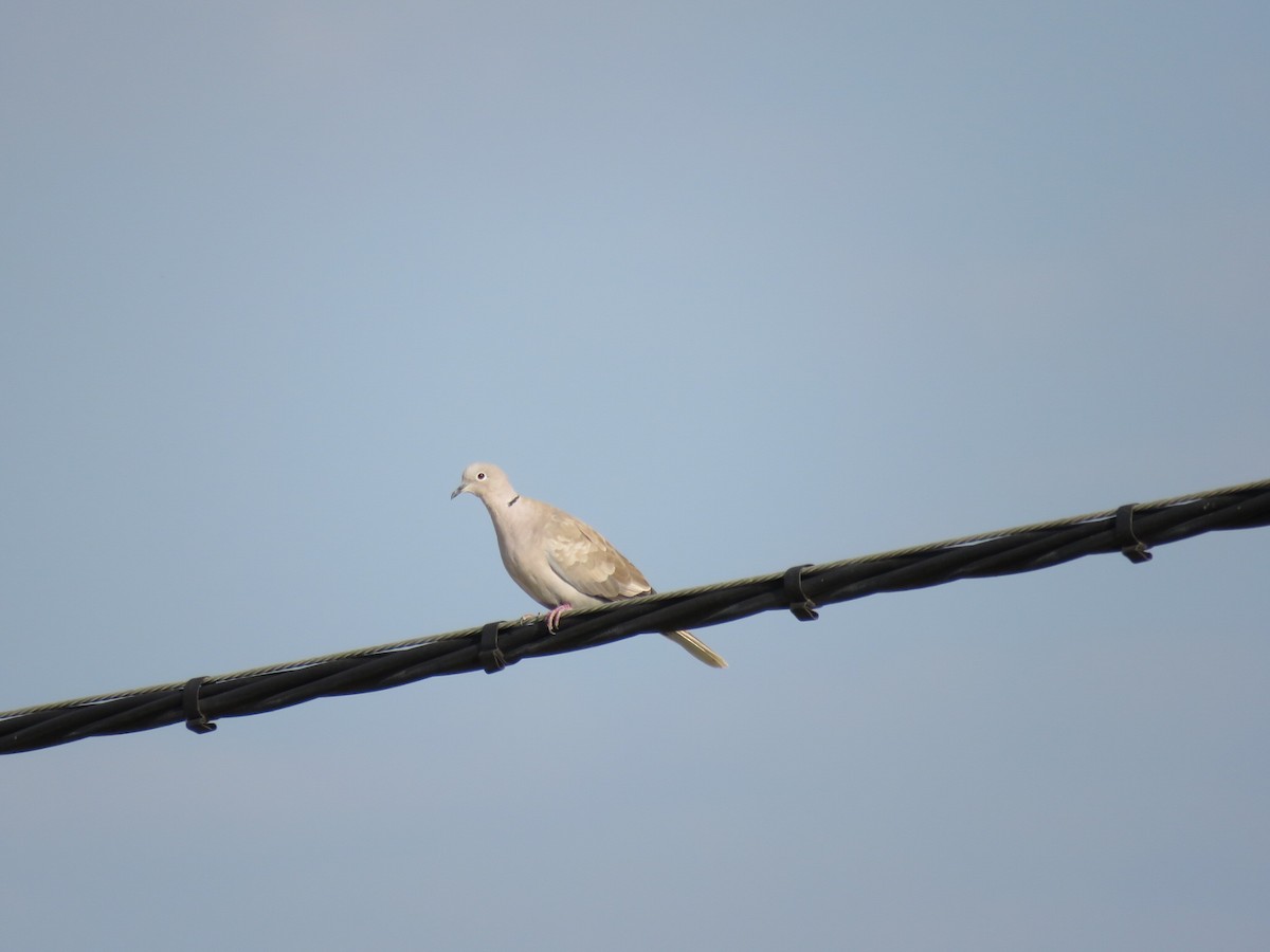 Eurasian Collared-Dove - ML263905201