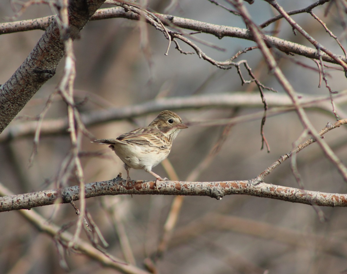 Vesper Sparrow - ML263905661