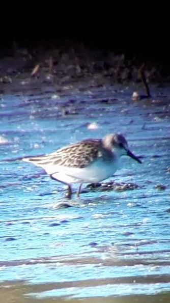 Western Sandpiper - ML263906091