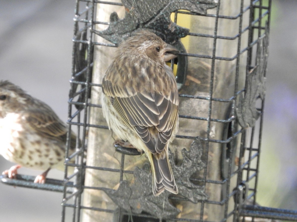 Purple Finch - ML263907781