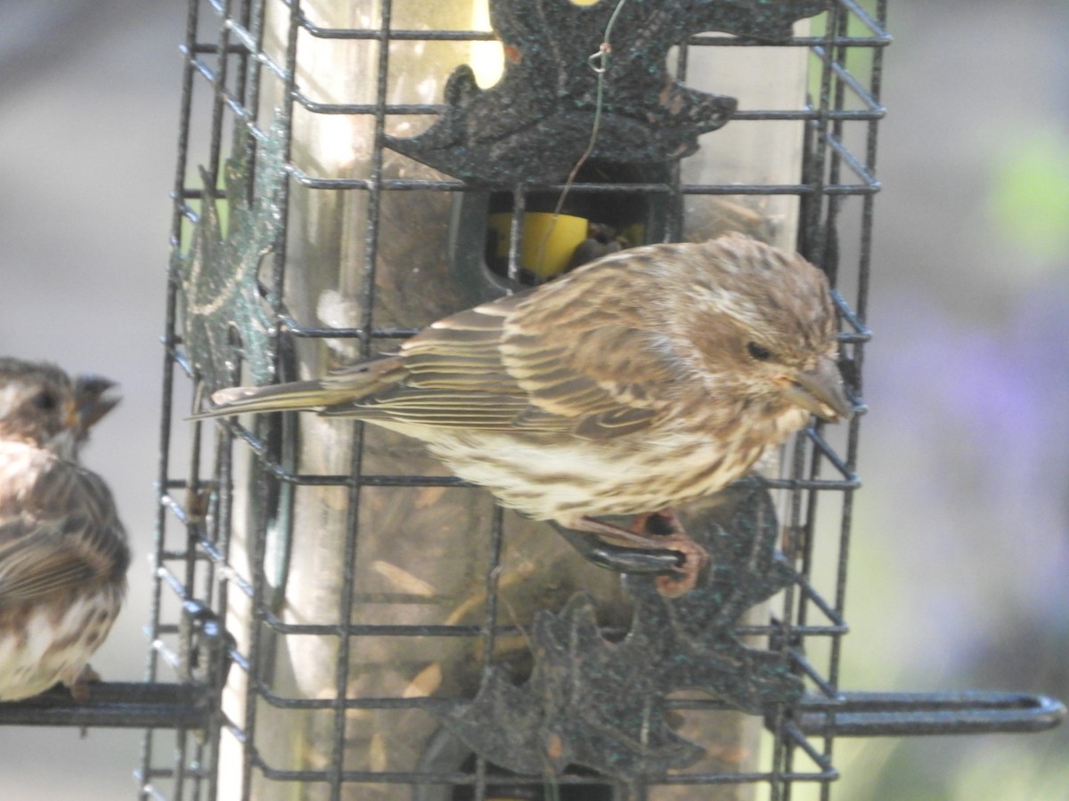 Purple Finch - Lois Rockhill