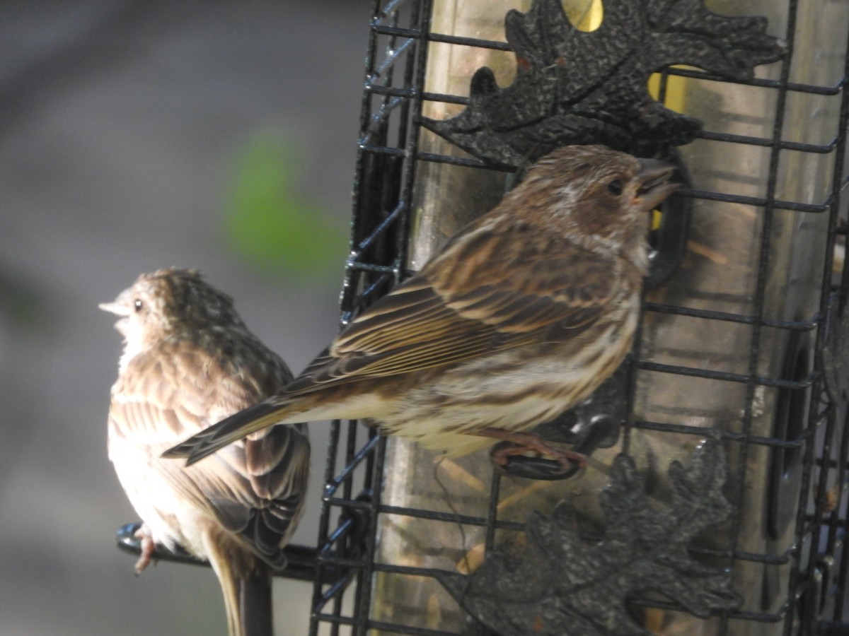 Purple Finch - ML263907801