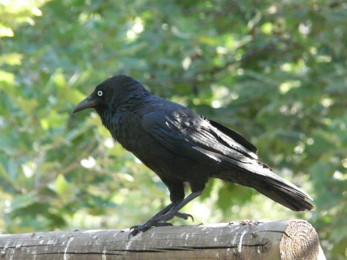 Little Raven - ML26390831