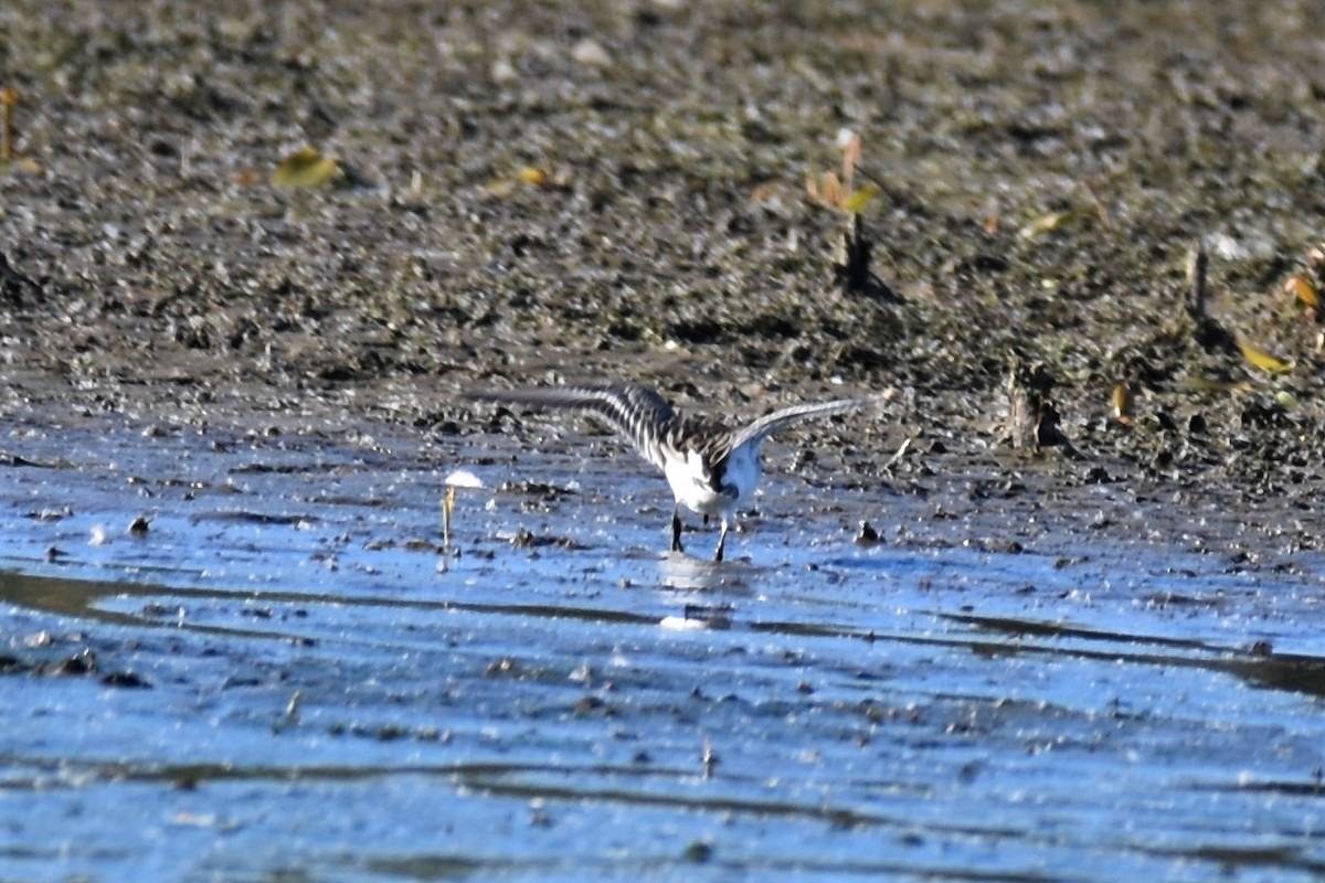 Western Sandpiper - irina shulgina