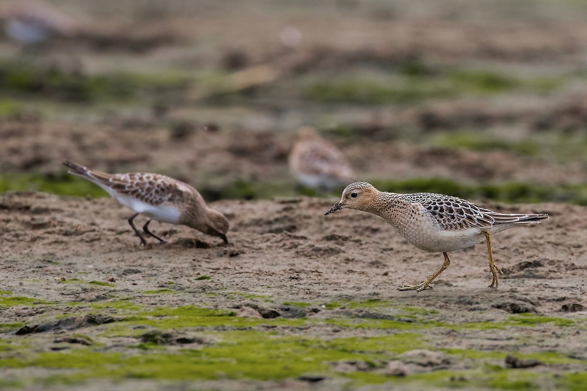 Buff-breasted Sandpiper - ML263911221