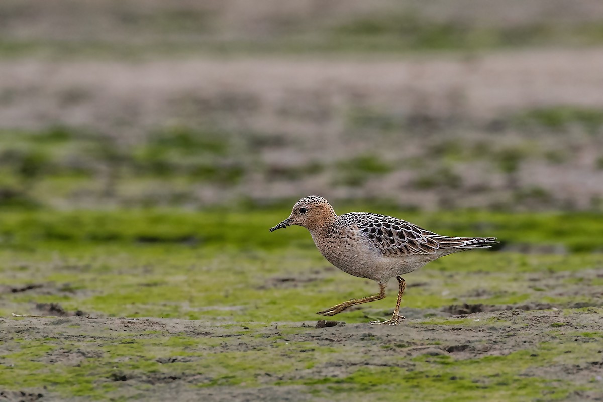 Buff-breasted Sandpiper - ML263911231