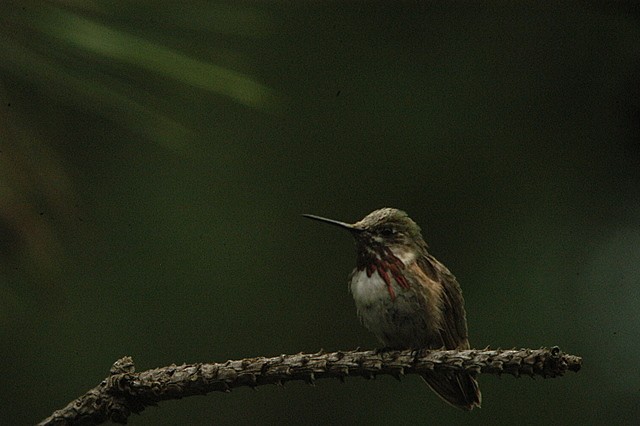 Calliope Hummingbird - Janet Crawford