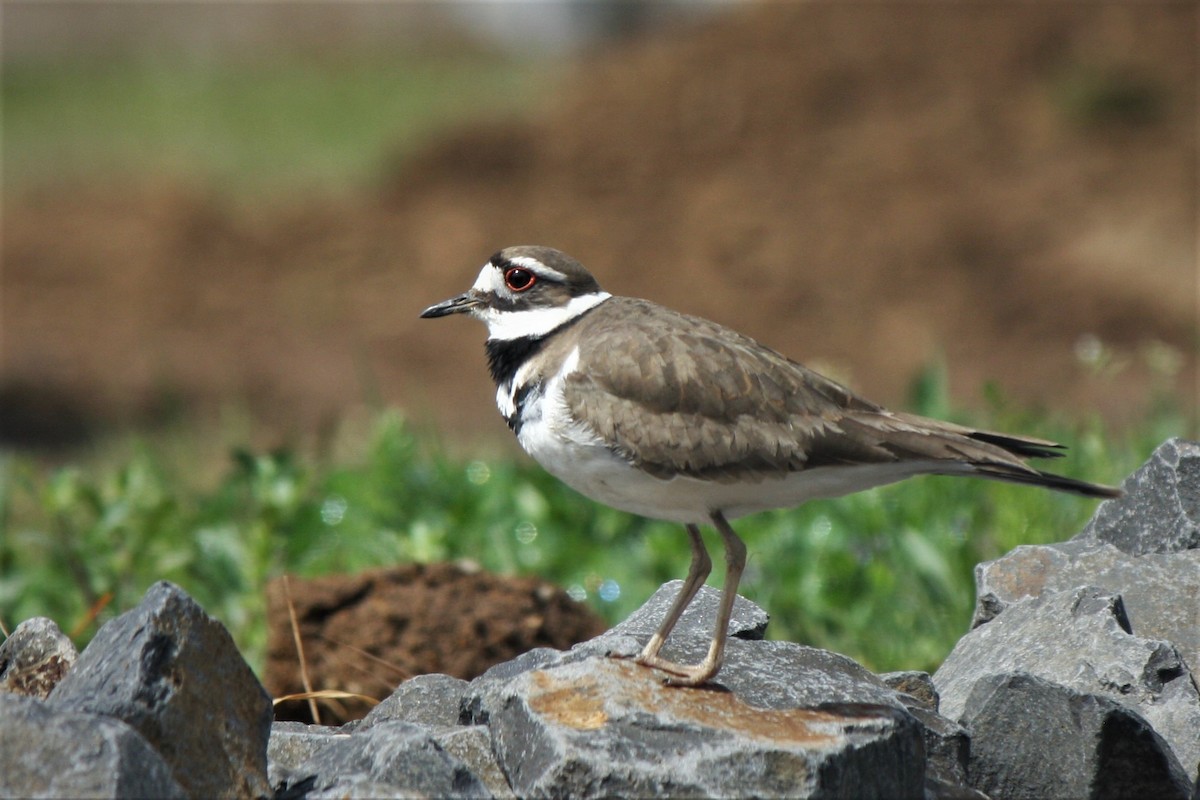 Killdeer - ML263912671