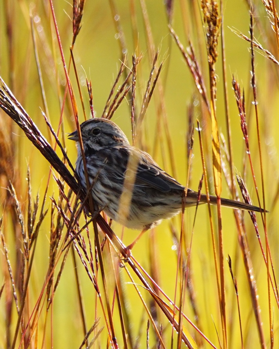 Song Sparrow - ML263914171