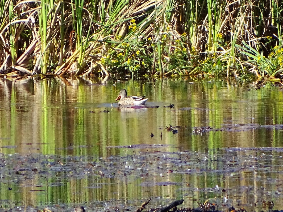 Northern Shoveler - ML263915741