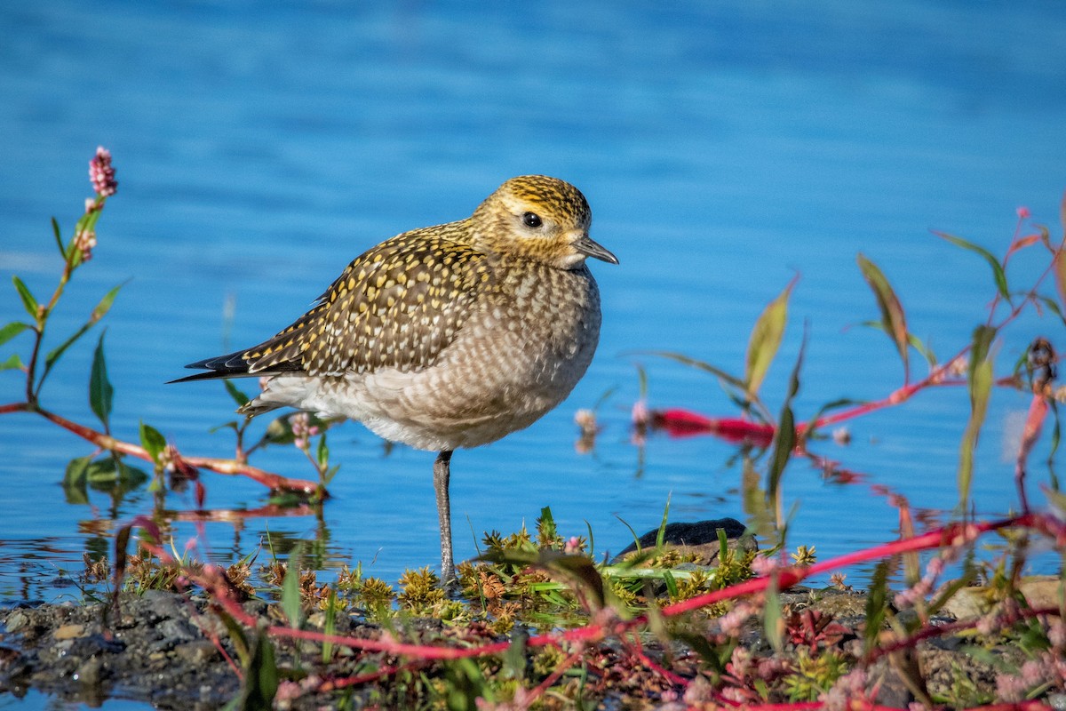 American Golden-Plover - ML263917701