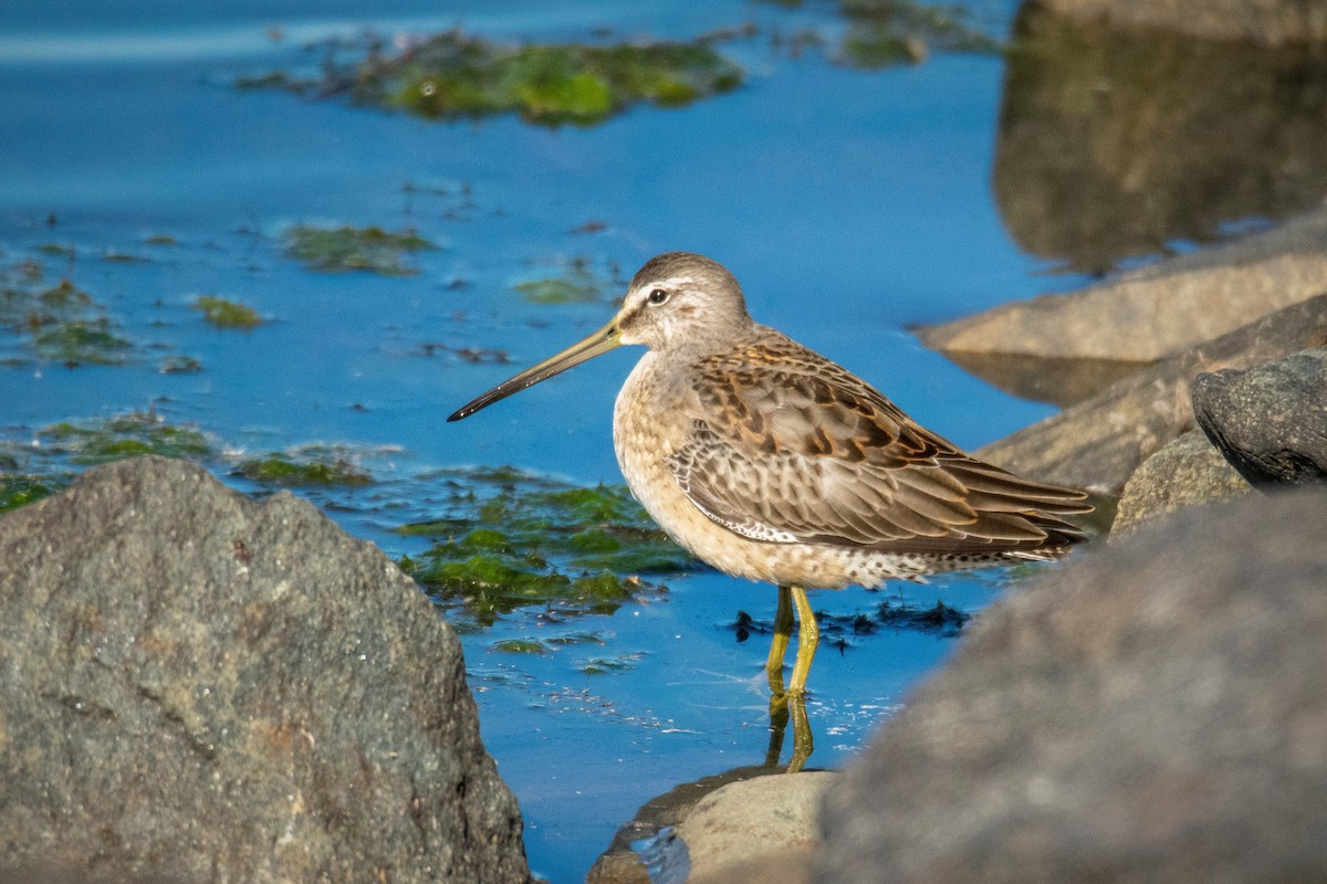 Long-billed Dowitcher - ML263917911
