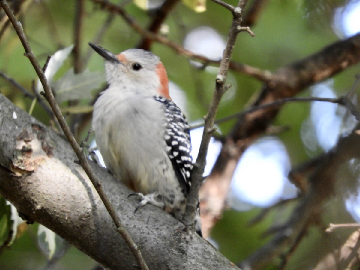 Red-bellied Woodpecker - ML263919811