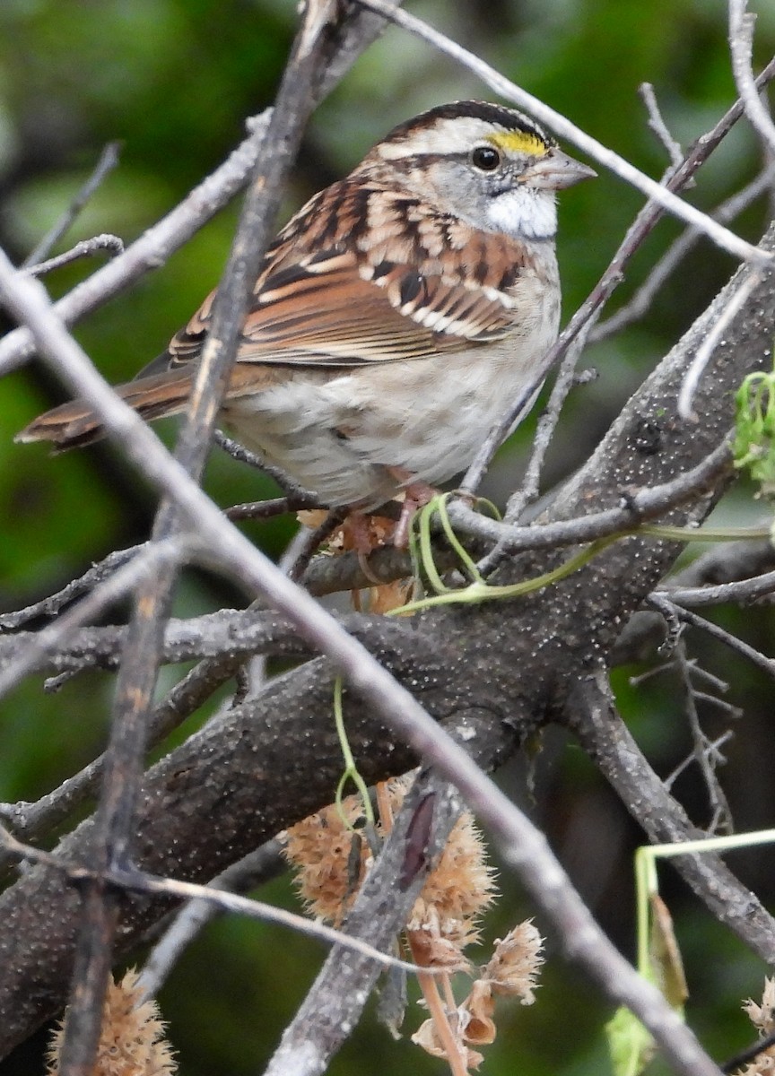 White-throated Sparrow - ML263920011