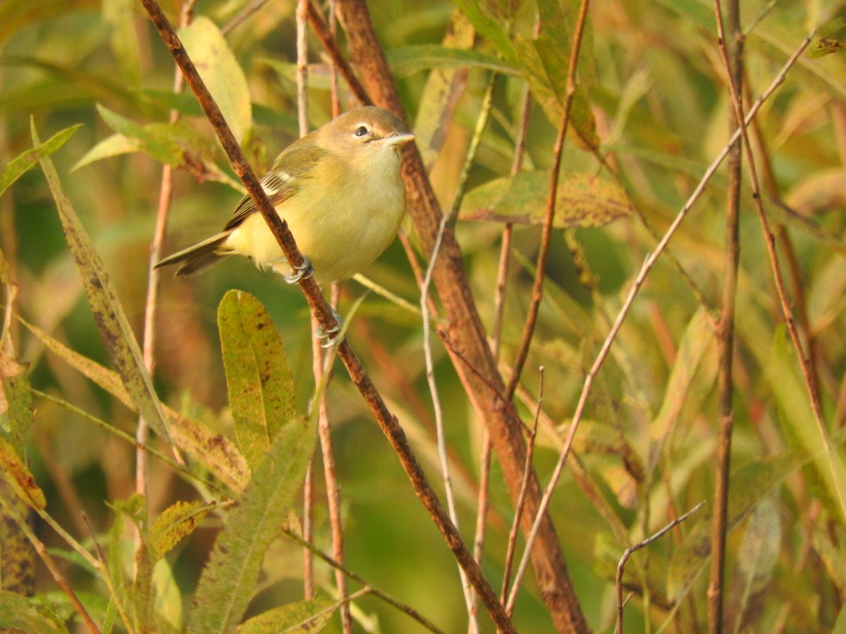 krattvireo - ML263920061