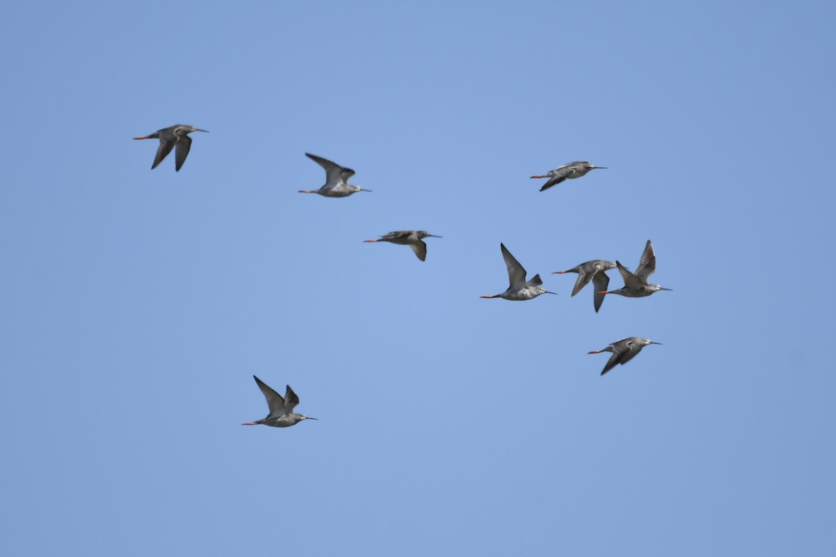 Spotted Redshank - ML263920471