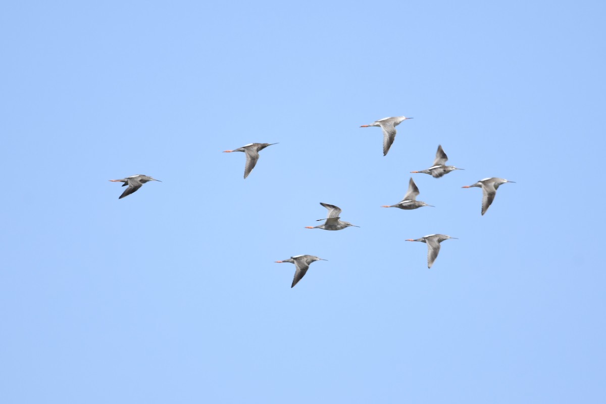 Spotted Redshank - ML263920501