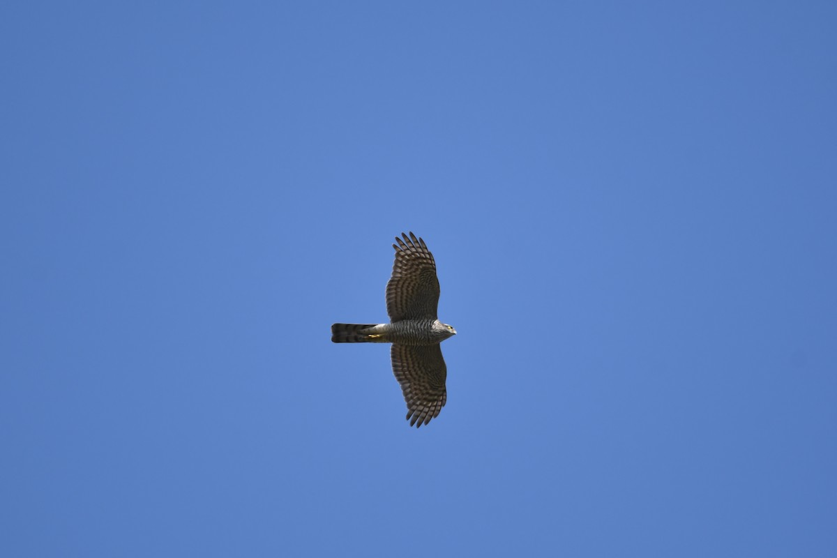 Eurasian Sparrowhawk - ML263920551