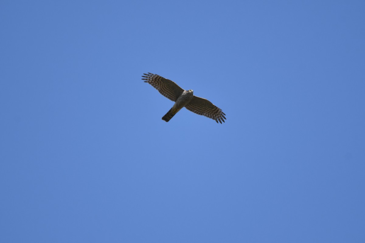 Eurasian Sparrowhawk - ML263920701