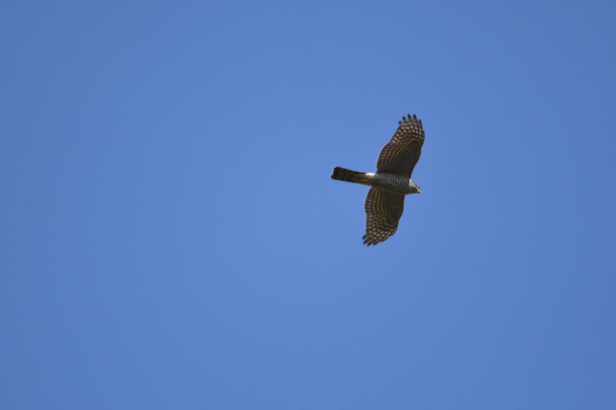 Eurasian Sparrowhawk - ML263920721