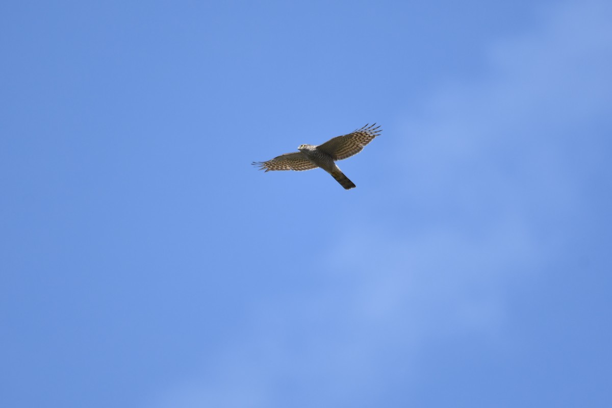 Eurasian Sparrowhawk - ML263920741