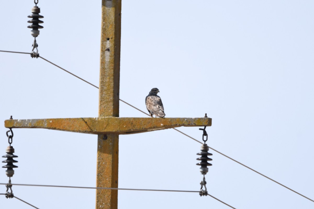 Common Buzzard - ML263920811