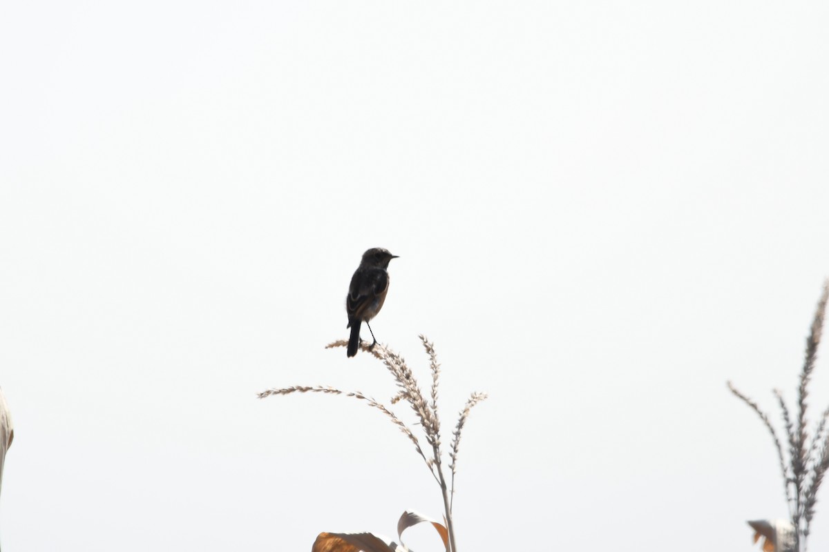 European Stonechat - ML263921011