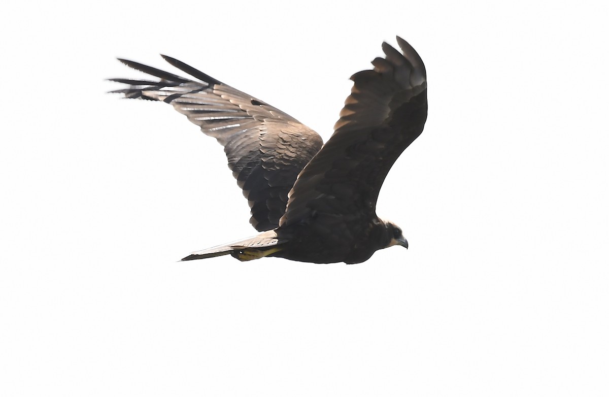 Western Marsh Harrier - ML263921261