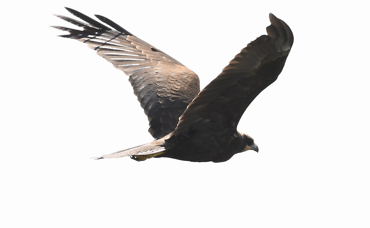 Western Marsh Harrier - ML263921291