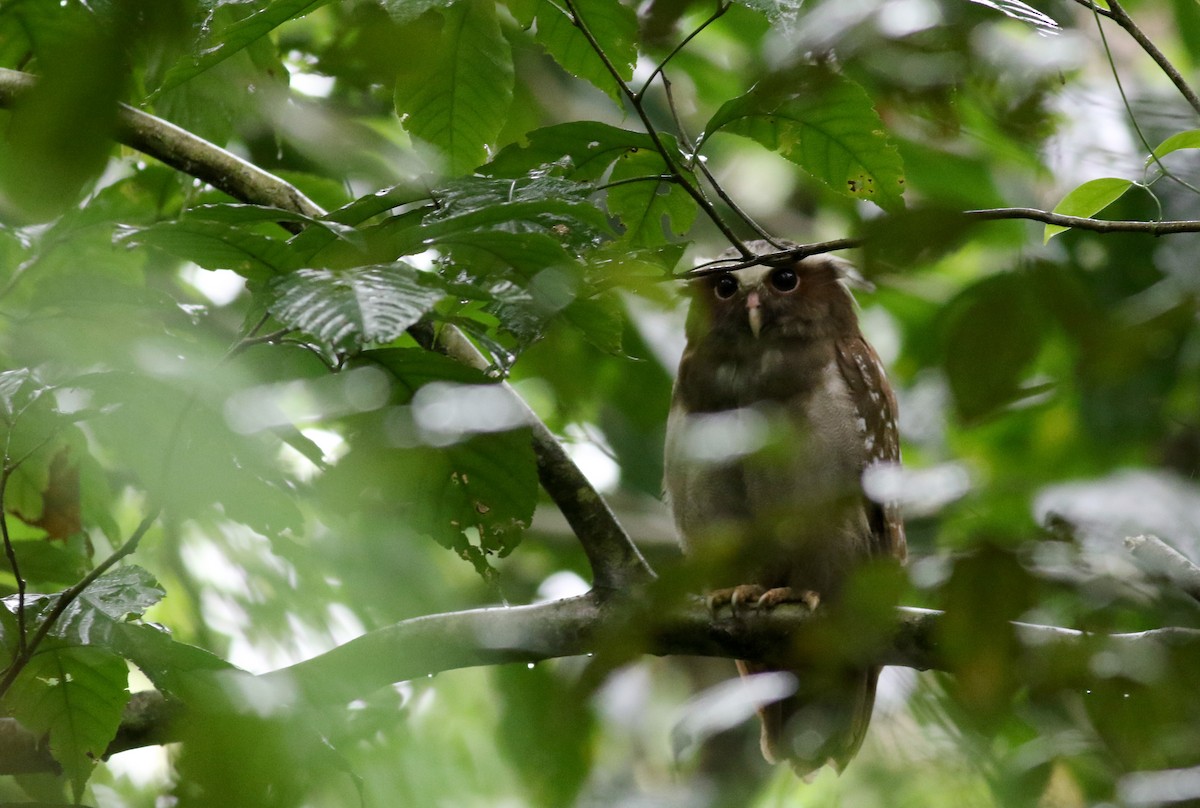 Crested Owl - Jay McGowan