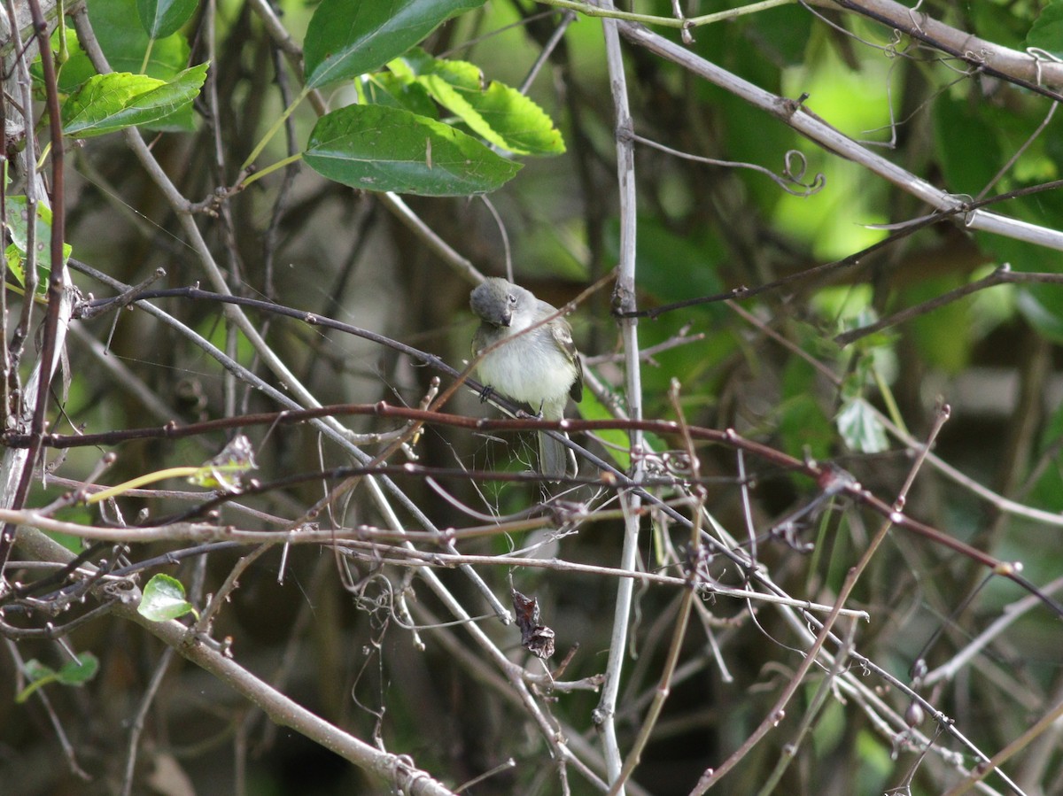 Least Flycatcher - ML263921741