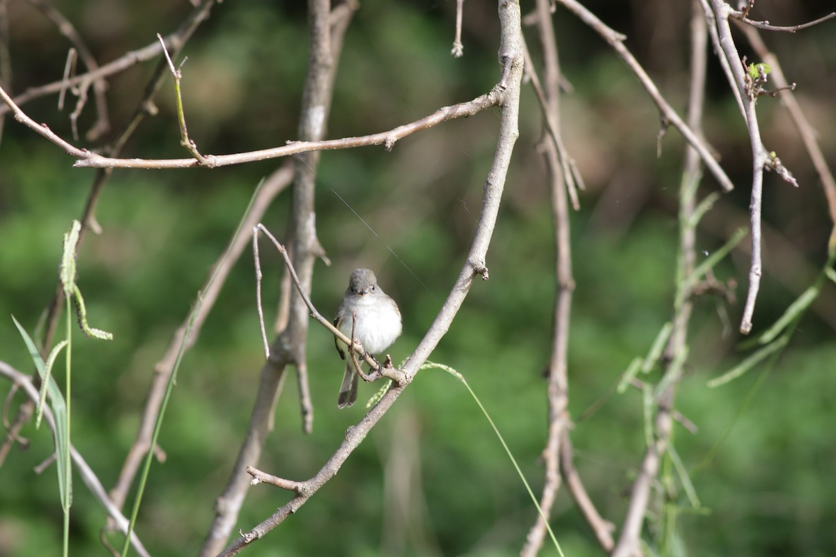 Least Flycatcher - ML263921751
