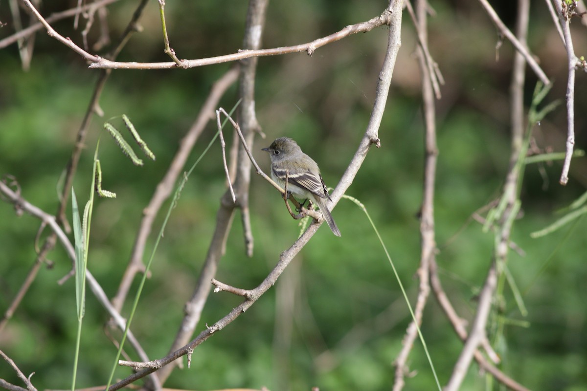 Least Flycatcher - ML263921761