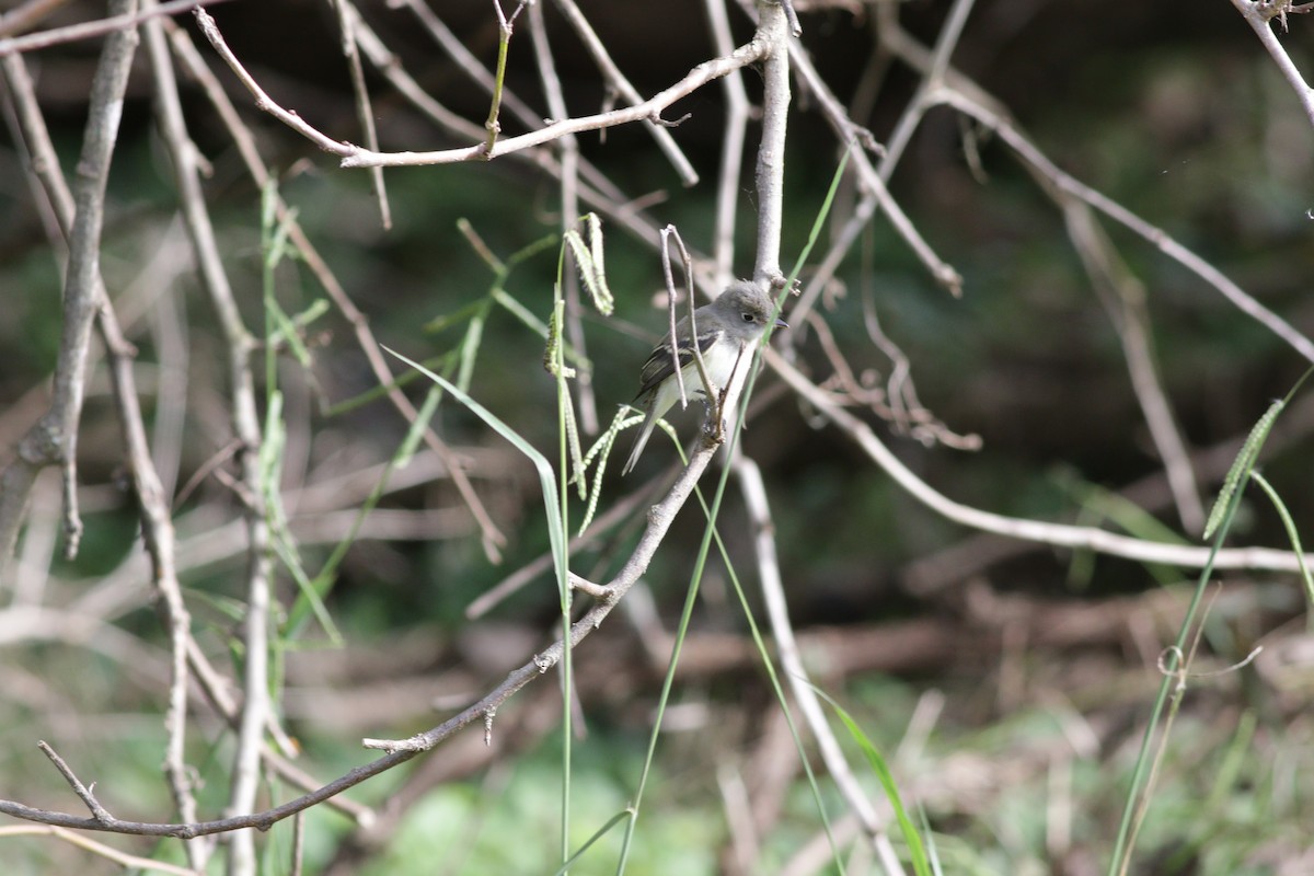 Least Flycatcher - ML263921771