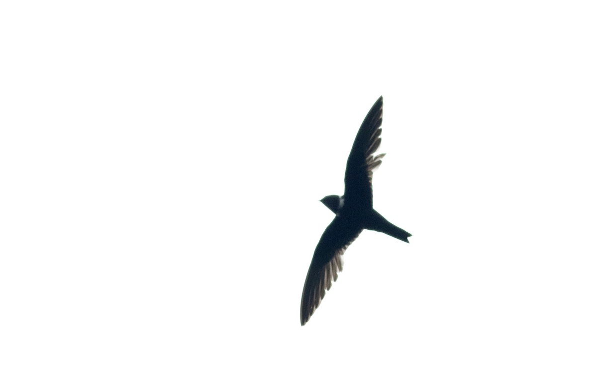 White-collared Swift - Jay McGowan