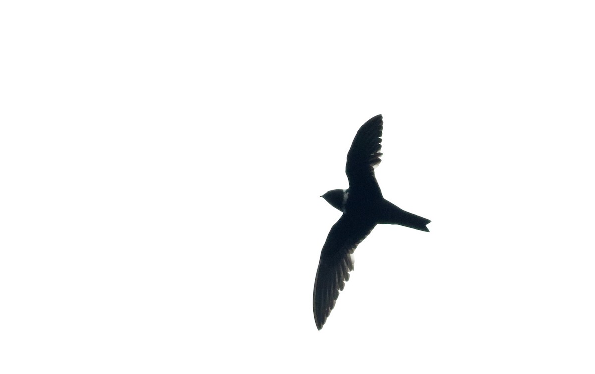 White-collared Swift - ML26392221