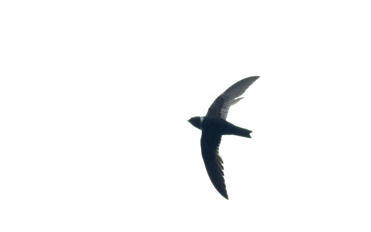 White-collared Swift - ML26392231